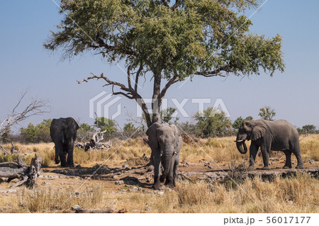 African Elephant, Loxodonta Africana in Etosha African Elephant, Loxodonta Africana in Etosha 56017177