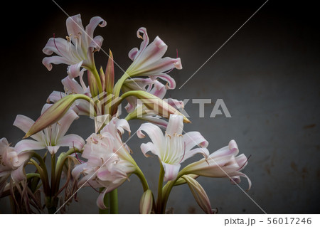 White lily flower 56017246