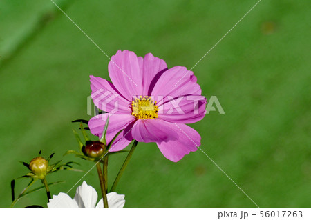 三鷹中原に咲くピンクのコスモスの花 三鷹中原に咲くピンクのコスモスの花 56017263