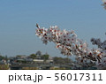 後楽園の桜 56017311