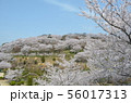 種松山公園西園地の桜 56017313