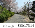 種松山公園西園地の桜 56017314