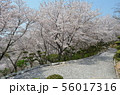 種松山公園西園地の桜 56017316