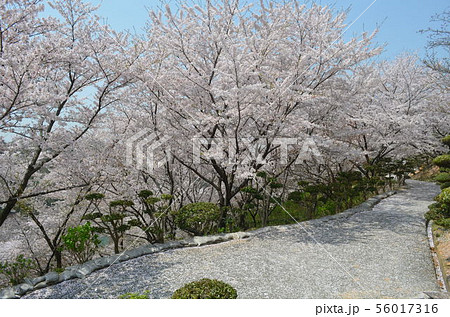 種松山公園西園地の桜 56017316