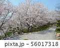 種松山公園西園地の桜 56017318