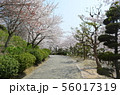 種松山公園西園地の桜 56017319