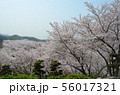 種松山公園西園地の桜 56017321
