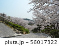 種松山公園西園地の桜 56017322