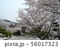 種松山公園西園地の桜 56017323