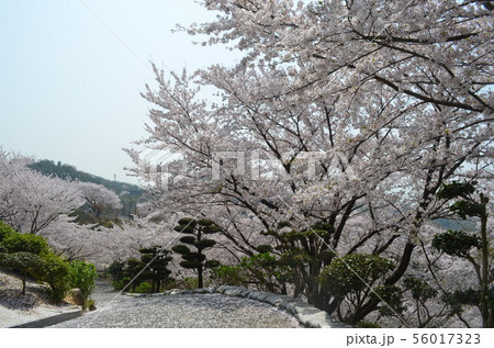 種松山公園西園地の桜 56017323