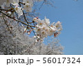 後楽園の桜 56017324