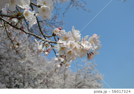後楽園の桜 56017324