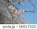 後楽園の桜 56017325