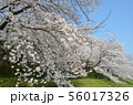 後楽園の桜 56017326