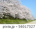 後楽園の桜 56017327