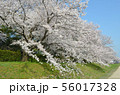 後楽園の桜 56017328