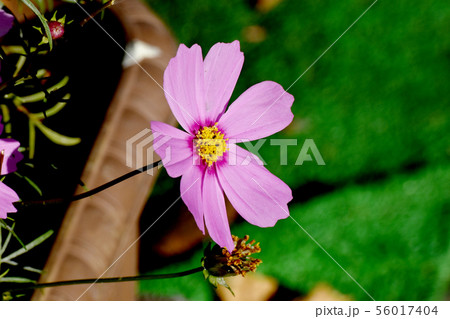 三鷹中原に咲くピンクのコスモスの花 56017404