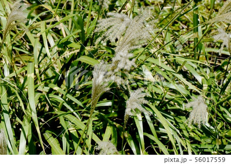 調布市の植物園に咲くススキの花穂 調布市の植物園に咲くススキの花穂 56017559