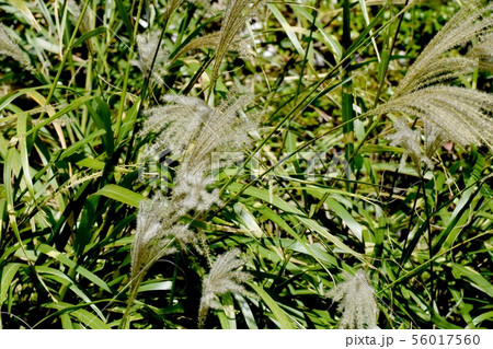調布市の植物園に咲くススキの花穂 調布市の植物園に咲くススキの花穂 56017560