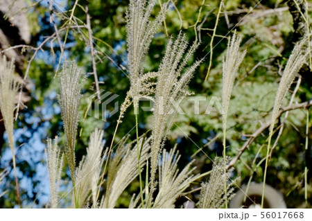 調布市の植物園に咲くススキの花穂 調布市の植物園に咲くススキの花穂 56017668