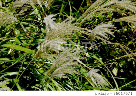 調布市の植物園に咲くススキの花穂 調布市の植物園に咲くススキの花穂 56017671