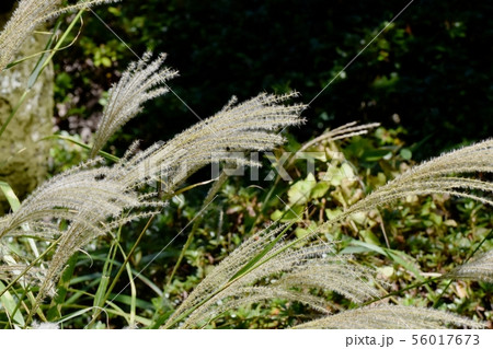 調布市の植物園に咲くススキの花穂 56017673