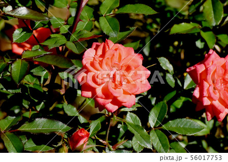 調布市の植物園に咲くオレンジ色のバラ プチッツ・フォーリー(モダンローズ) 調布市の植物園に咲くオレンジ色のバラ プチッツ・フォーリー(モダンローズ) 56017753