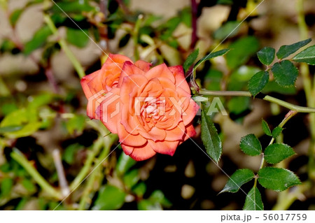 調布市の植物園に咲くオレンジ色のバラ プチッツ・フォーリー(モダンローズ) 調布市の植物園に咲くオレンジ色のバラ プチッツ・フォーリー(モダンローズ) 56017759