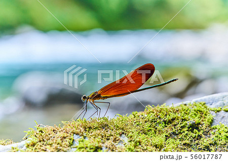 ミヤマカワトンボ 56017787