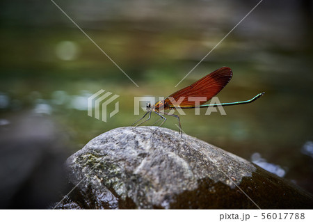 ミヤマカワトンボ 56017788