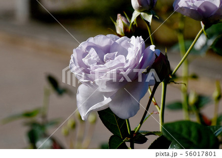 調布市の植物園に咲く淡い紫色のバラ ブルー・バユー(モダンローズ) 調布市の植物園に咲く淡い紫色のバラ ブルー・バユー(モダンローズ) 56017801