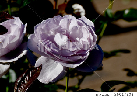 調布市の植物園に咲く淡い紫色のバラ ブルー・バユー(モダンローズ) 調布市の植物園に咲く淡い紫色のバラ ブルー・バユー(モダンローズ) 56017802