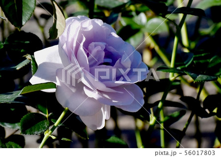 調布市の植物園に咲く淡い紫色のバラ ブルー・バユー(モダンローズ) 調布市の植物園に咲く淡い紫色のバラ ブルー・バユー(モダンローズ) 56017803