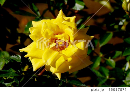 調布市の植物園に咲く黄色のバラ ゾンネキント（モダンローズ） 56017875