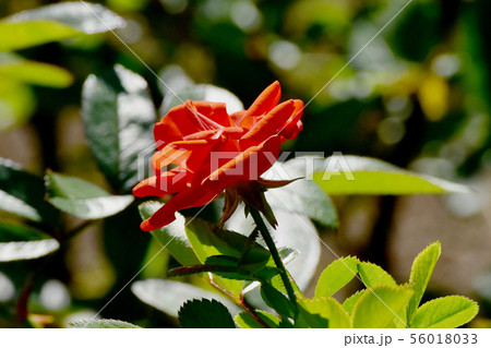 調布市の植物園に咲く朱色のバラ グロアール・ドゥ・ミディ（モダンローズ） 56018033