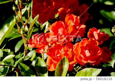 調布市の植物園に咲く朱色のバラ グロアール・ドゥ・ミディ(モダンローズ) 調布市の植物園に咲く朱色のバラ グロアール・ドゥ・ミディ(モダンローズ) 56018110