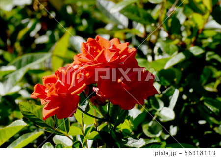 調布市の植物園に咲く朱色のバラ グロアール・ドゥ・ミディ（モダンローズ） 56018113