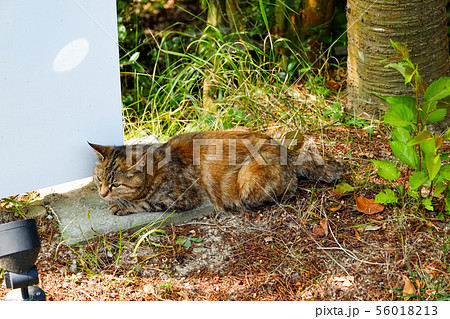 wild cat  at outdoor 56018213