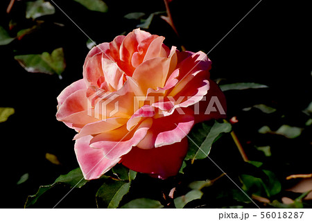 調布市の植物園に咲くオレンジとピンクのアンネ・フランクのバラ 56018287