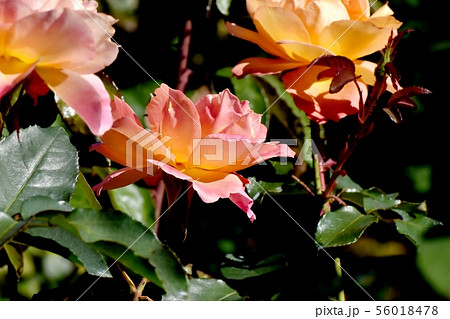 調布市の植物園に咲くオレンジとピンクアンネ・フランクのバラ 調布市の植物園に咲くオレンジとピンクアンネ・フランクのバラ 56018478