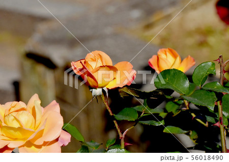 調布市の植物園に咲くオレンジとピンクアンネ・フランクのバラ 56018490