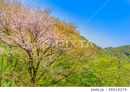 「丹波の長老」と言われる、丹波の名山「長老ヶ岳」（京都府船井郡京丹波町）※作品コメント欄に撮影位置 56019274
