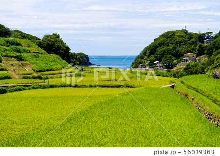 棚田の田園風景 56019363