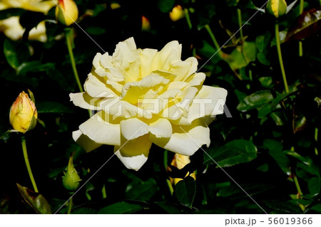 調布市の植物園に咲く黄色いバラ 天津乙女(あまつおとめ モダンローズ) 調布市の植物園に咲く黄色いバラ 天津乙女(あまつおとめ モダンローズ) 56019366