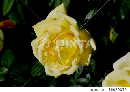 調布市の植物園に咲く黄色いバラ 天津乙女（あまつおとめ モダンローズ） 56020032