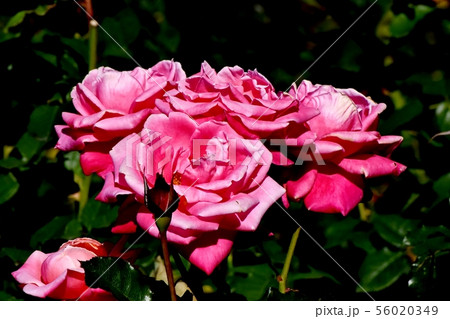 調布市の植物園に咲くピンクのバラ プリンセス･チチブ（モダンローズ） 56020349