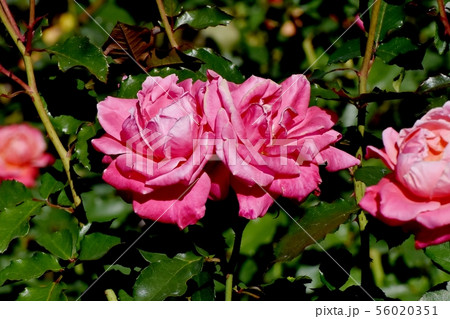 調布市の植物園に咲くピンクのバラ プリンセス･チチブ（モダンローズ） 56020351