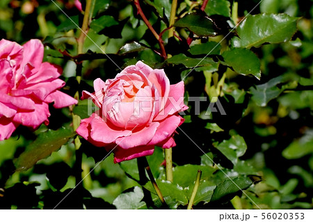 調布市の植物園に咲くピンクのバラ プリンセス･チチブ（モダンローズ） 56020353