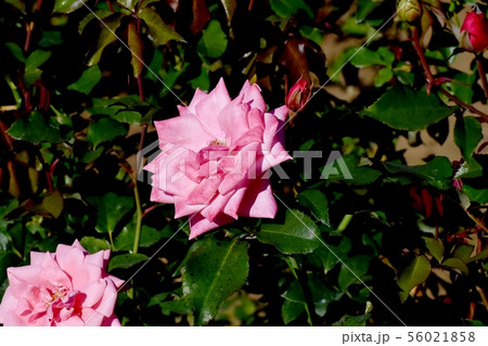 調布市の植物園に咲くピンクのバラ ジーン・バーナー(モダンローズ) 調布市の植物園に咲くピンクのバラ ジーン・バーナー(モダンローズ) 56021858