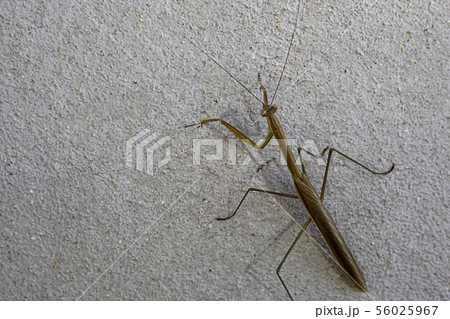 Brown grasshopper on the cement walls. Brown grasshopper on the cement walls. 56025967